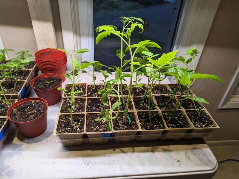 Start Warm-Season Vegetable Seeds Indoors