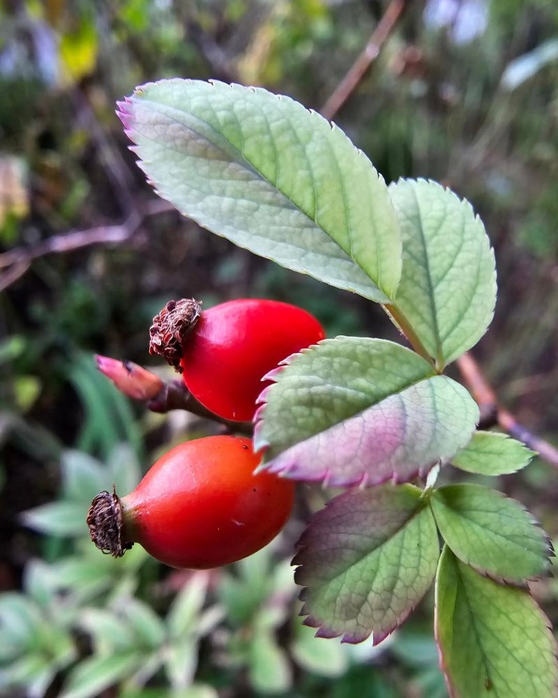 Remove Faded Flowers Before They Start Forming Rose Hips