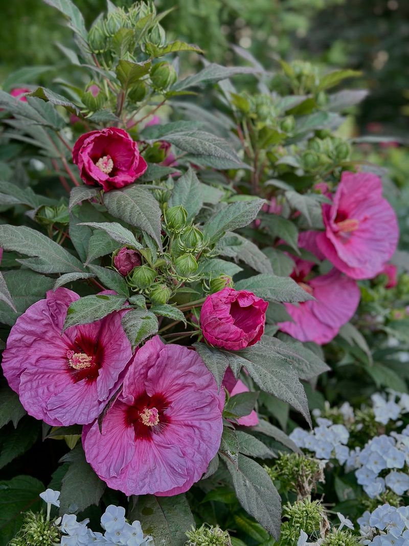 New Growth Produces The Summer Flowers