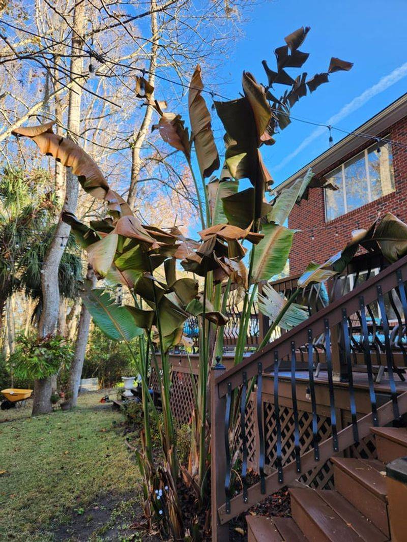Clear Yellow And Damaged Foliage