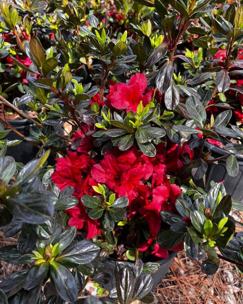 Shape The Shrub Lightly Instead Of Cutting Back Hard