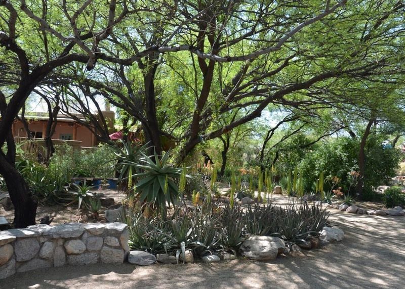 Surfaces Stay Cooler Compared To Gravel Or Bare Ground