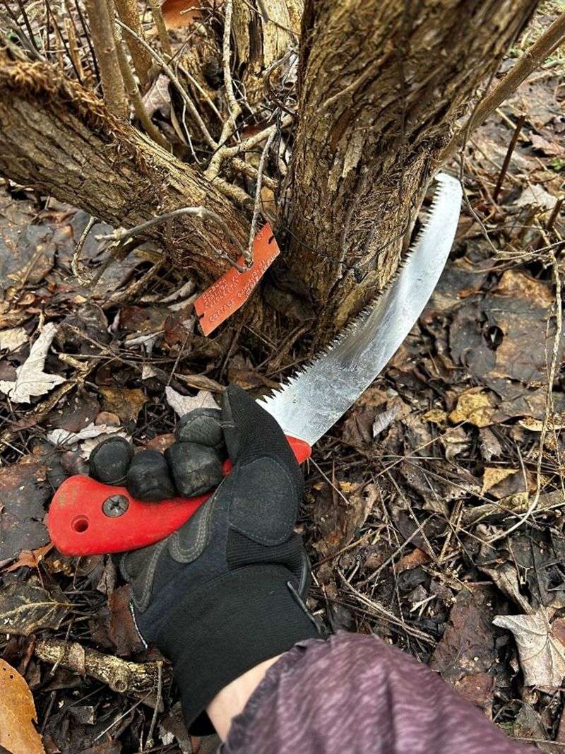 Skipping The Right Timing Can Turn Healthy Shrubs Into Bloomless Ones