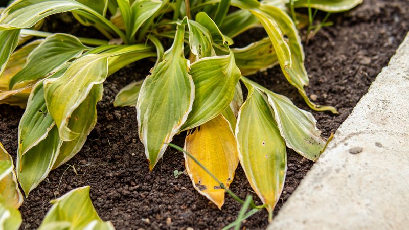 Planting In Soil That Is Too Nutrient-Poor