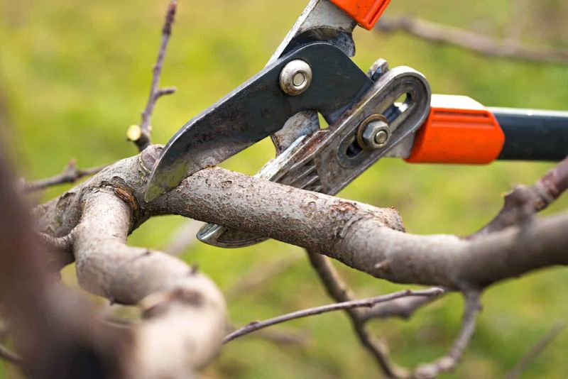 Over-Pruning During Humid Spring Conditions