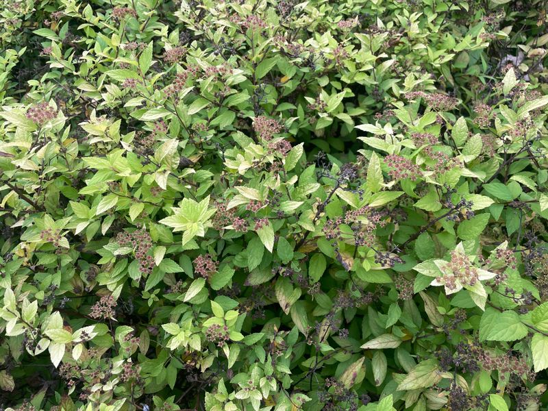 Early Pruning Prepares The Plant For Spring Growth