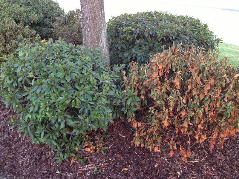 Overwatering After Cold Damage