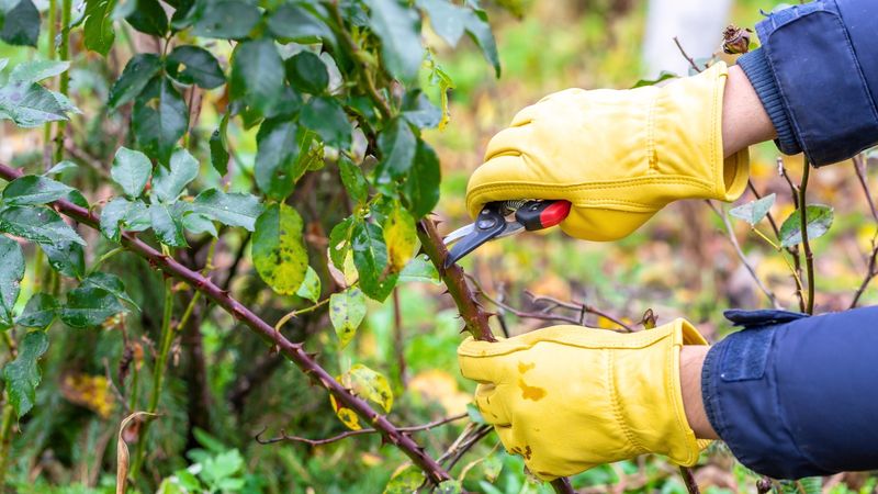 Using Dull Or Dirty Pruning Tools