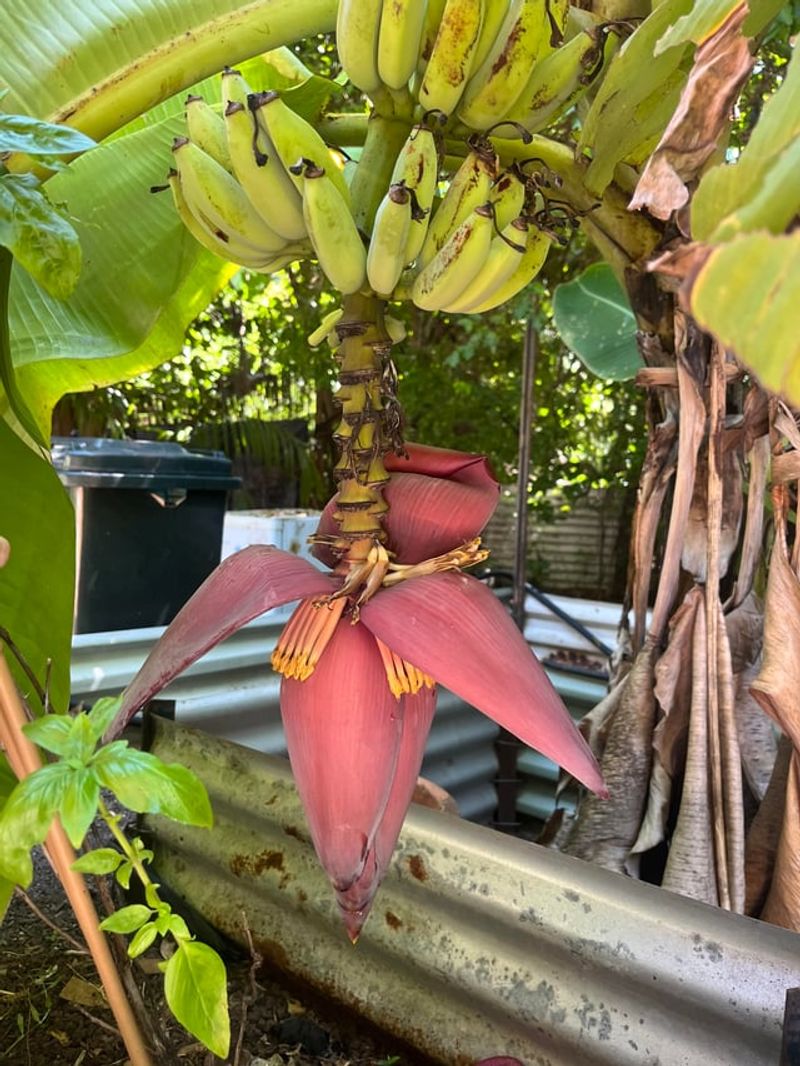 Waiting Too Long To Harvest