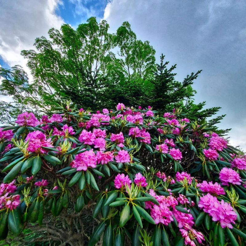 Secret Timing For Blooms