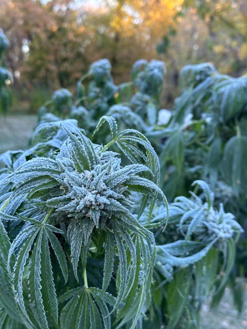 Late Frosts Threaten Buds And Tender Plants