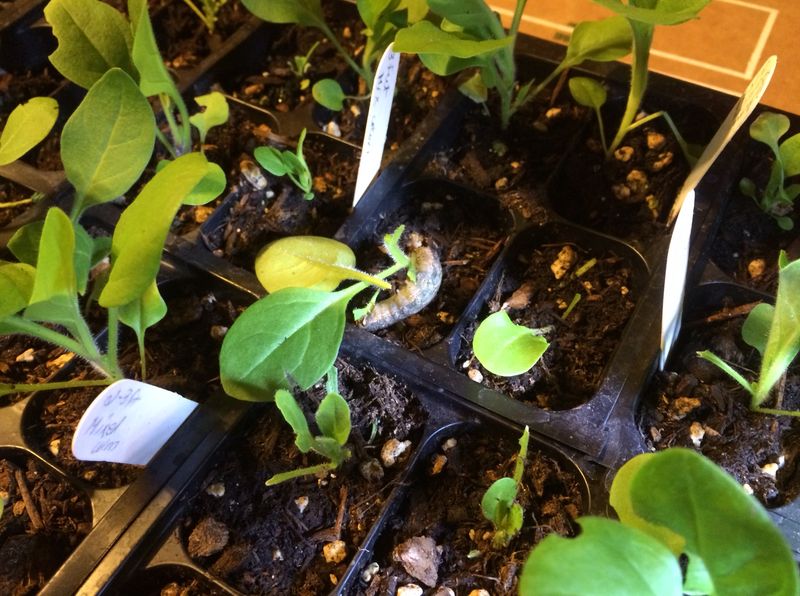 Unchecked Infestation Can Spread Rapidly