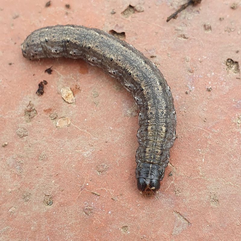 Nighttime Attacks Leave Seedlings Vulnerable