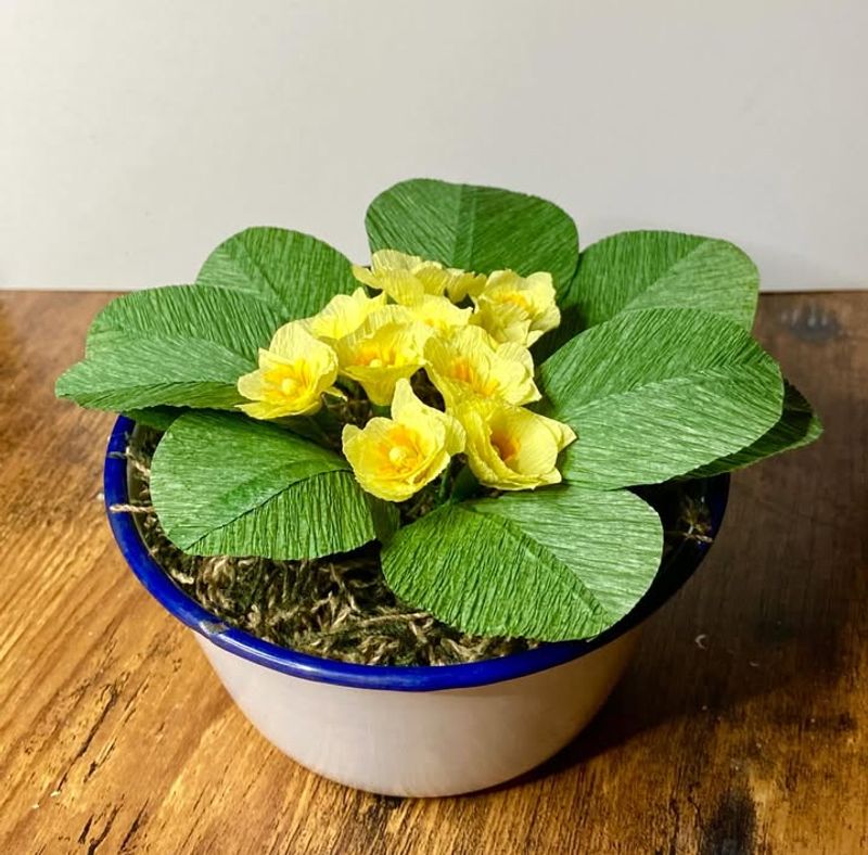 Primrose Brings Cheerful Spring Color To The Table