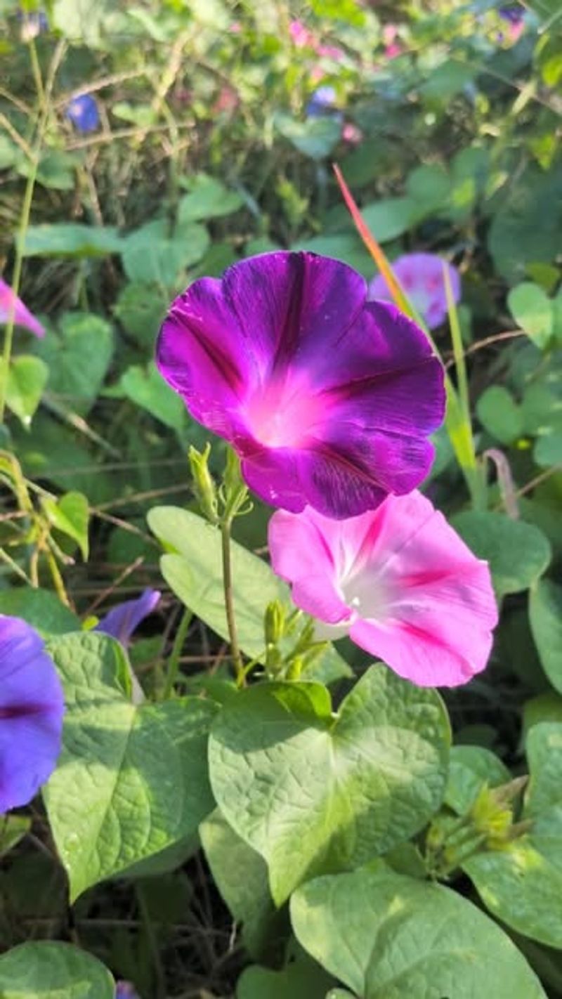 Morning Glory (Ipomoea Purpurea)