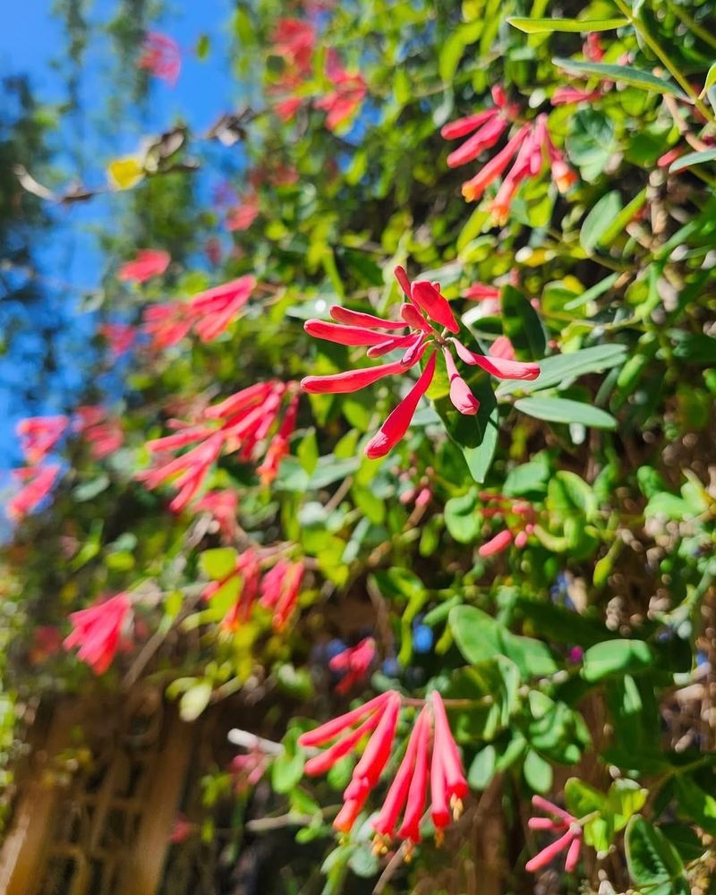 Coral Honeysuckle (Lonicera Sempervirens)