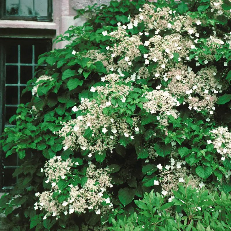Climbing Hydrangea (Hydrangea anomala petiolaris)