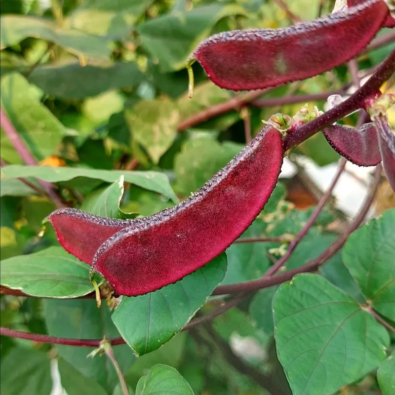 Hyacinth Bean Bringing A Splash Of Fun