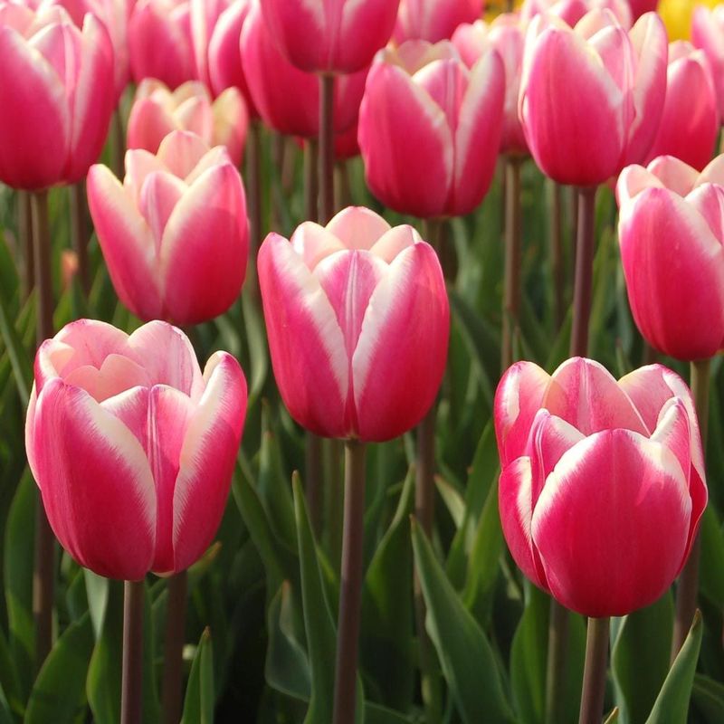 Tulips (Early Varieties)