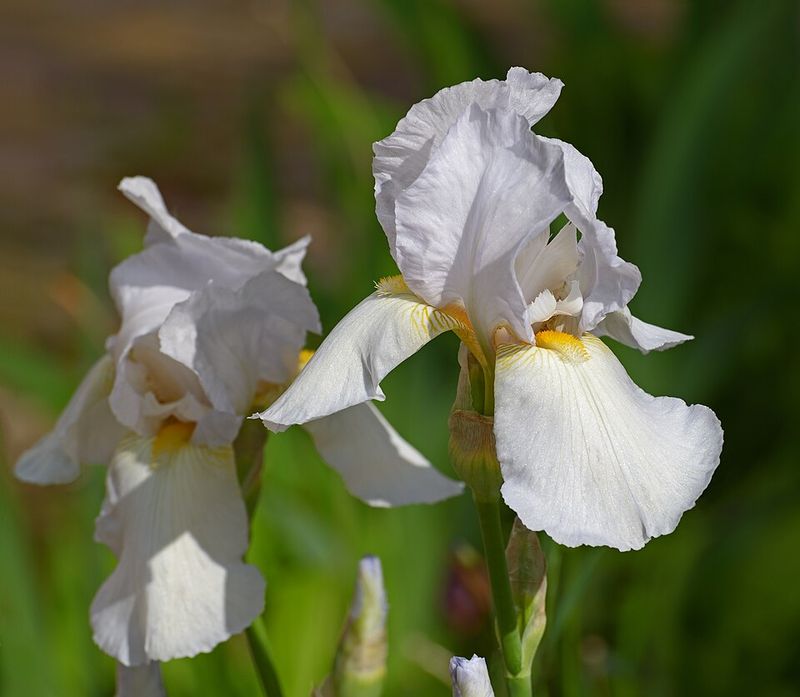 Bearded Iris Adds Classic Spring Blooms With Bold Petal Structure
