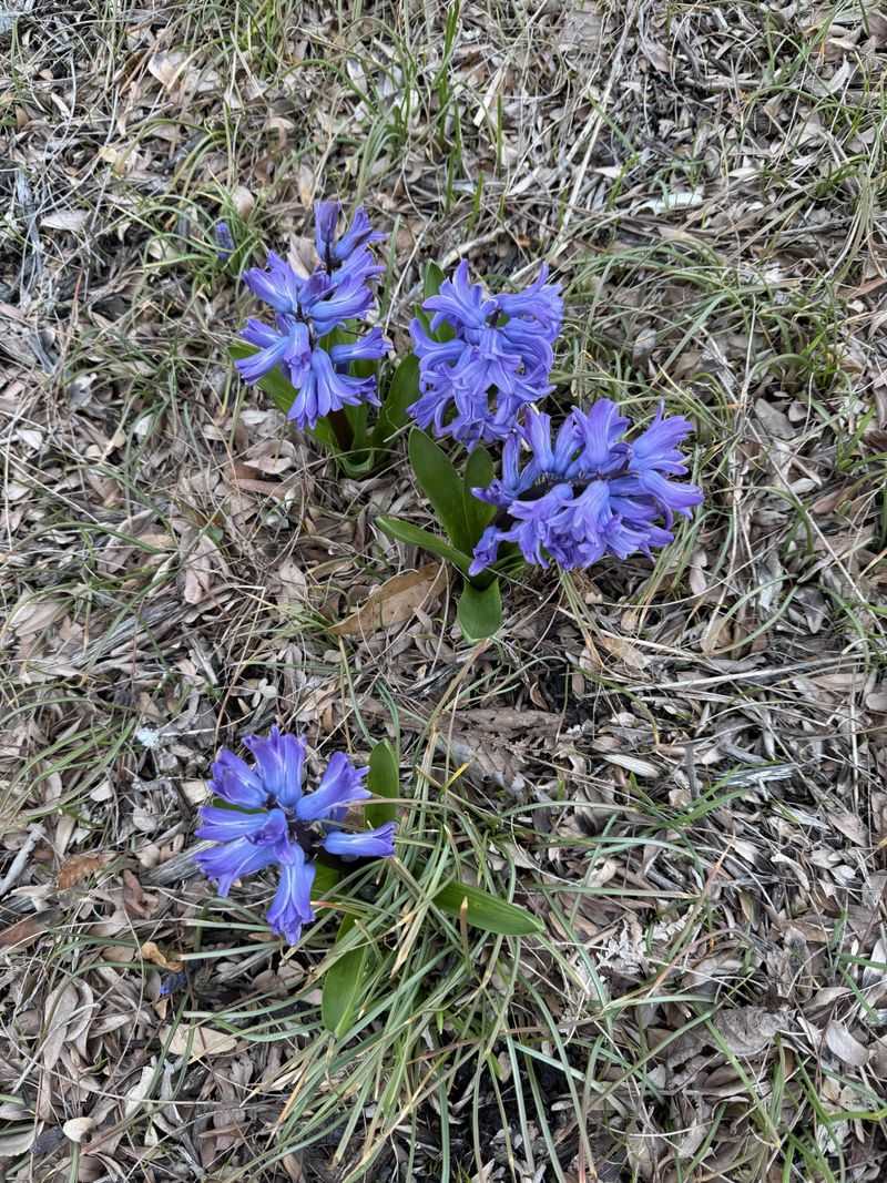 Hyacinths Fill The Air With Strong Spring Fragrance