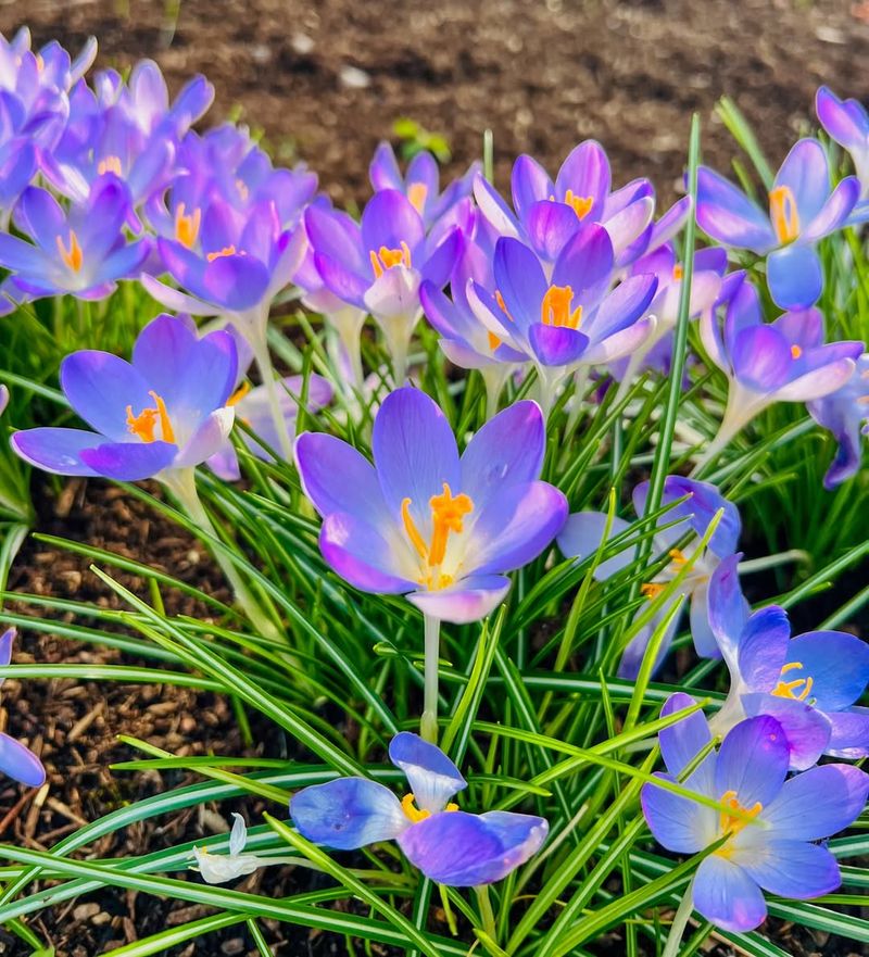 Crocus And Their Bold Colors