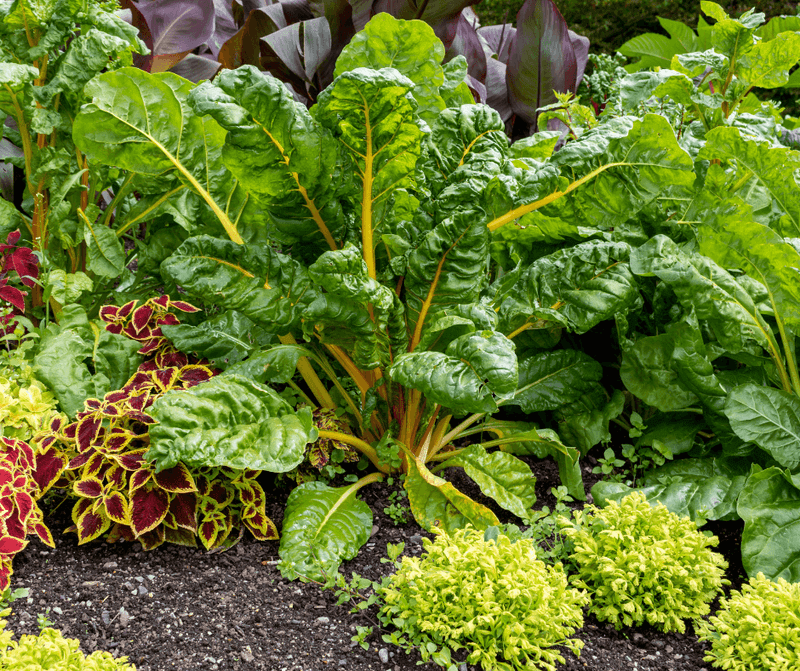 Spineless Swiss Chard