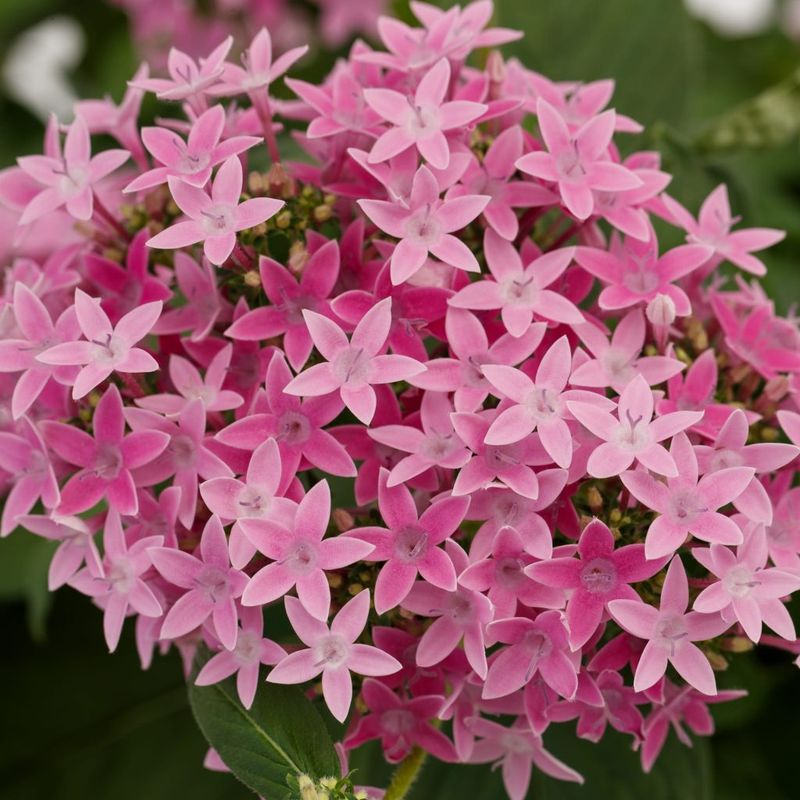 Pentas 'Beehive'