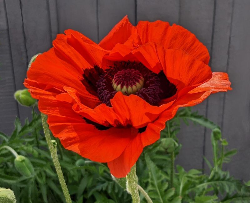Oriental Poppy