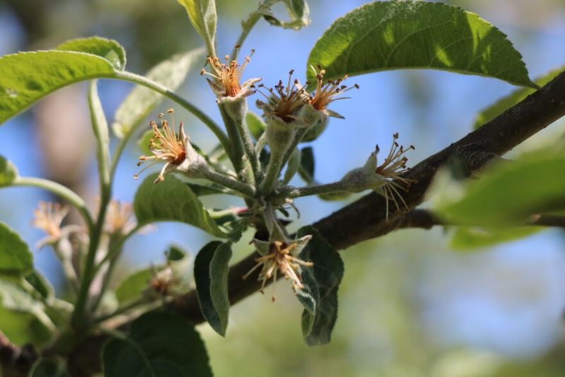 Check Blossoms Quickly For Frost Injury