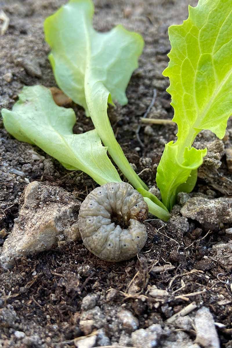 Cutworms Can Devastate Your Vegetable Garden