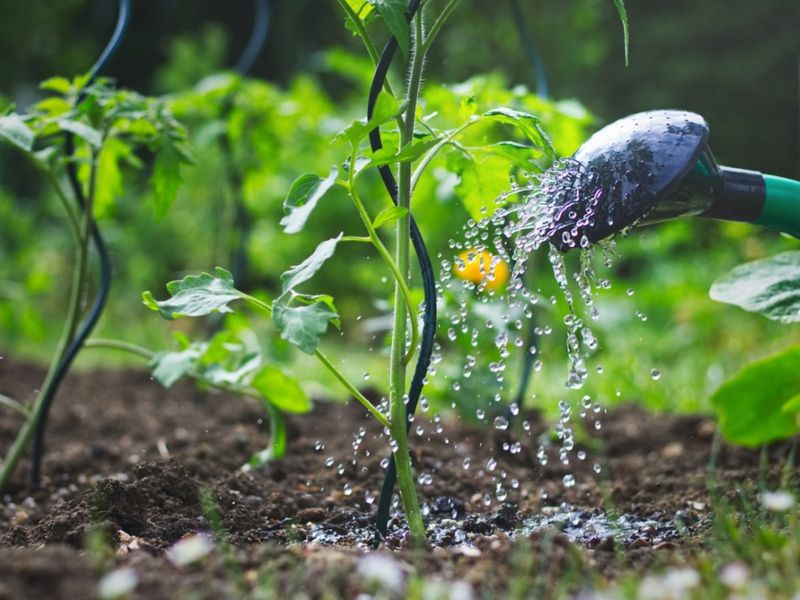 Watering Too Much Or Too Little After Planting