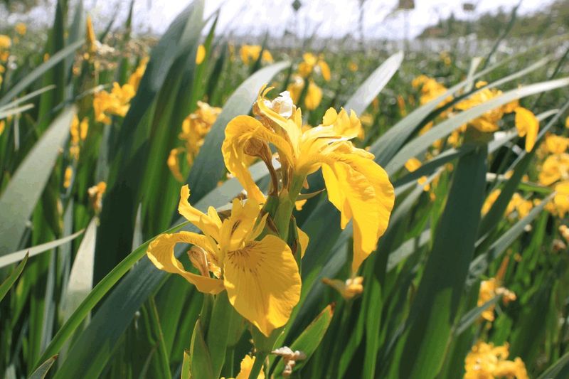 Yellow Flag Iris That Becomes Hard To Control