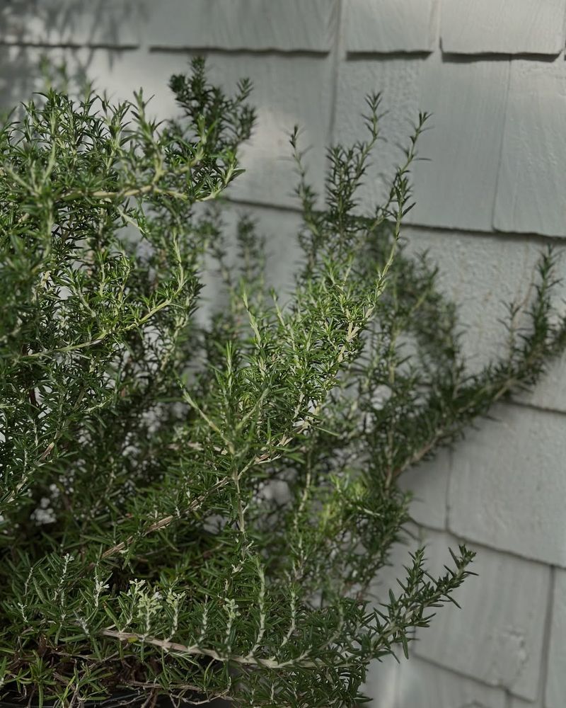 Trailing Rosemary Spreads Nicely As A Low Groundcover