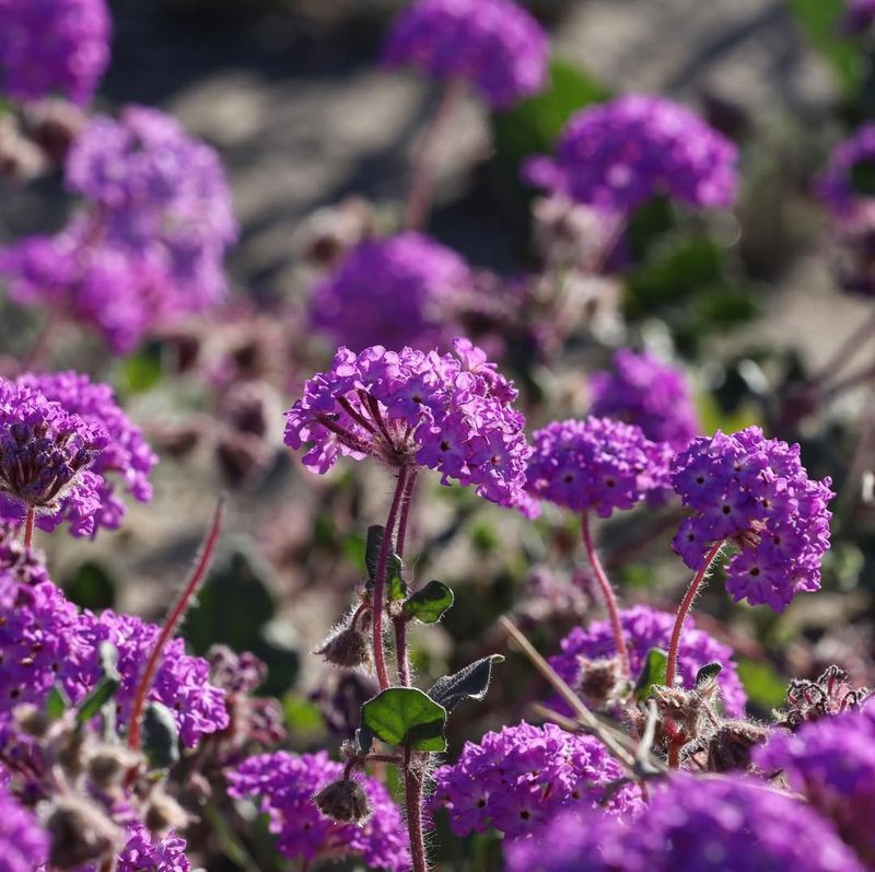 Prostrate Verbena Covers Ground And Competes With Weeds