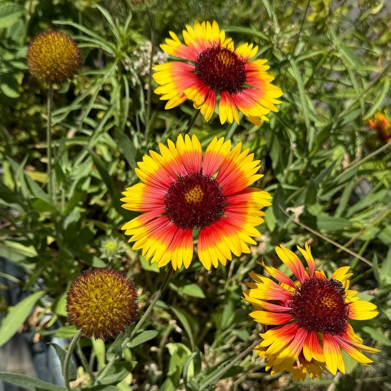 Gaillardia Blanket Flower Handles Dry Heat Very Well