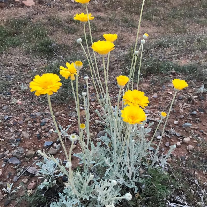 Desert Marigold Produces Waves Of Golden Blooms Into Summer