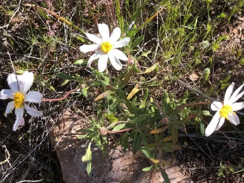 Blackfoot Daisy Looks Tidier After A Gentle Spring Prune