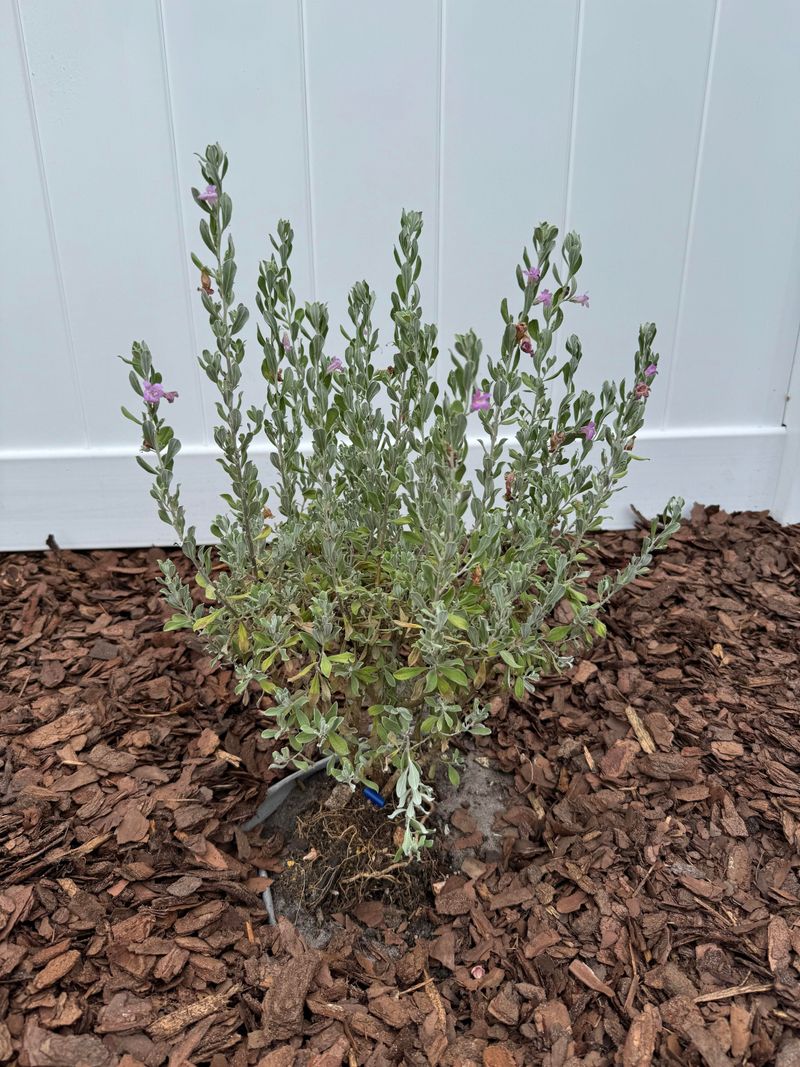 Soft Spring Growth Becomes More Vulnerable