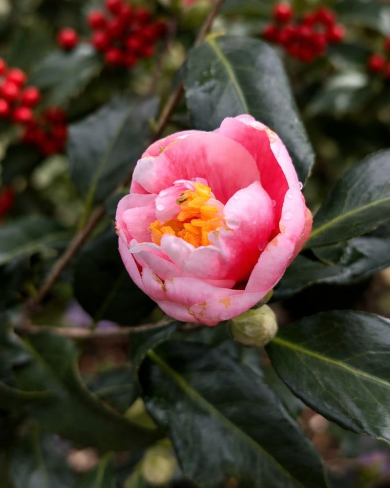 Camellias Offer Late-Winter Color And Drama