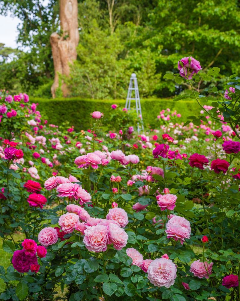 Roses (Fragrant Varieties)