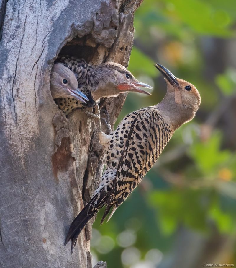 Northern Flicker