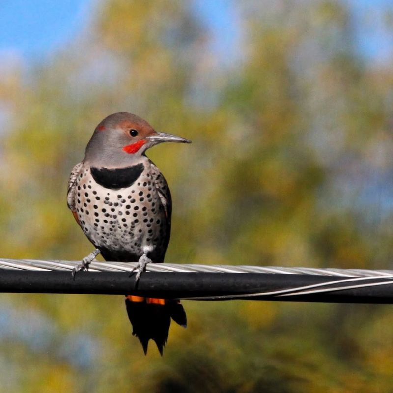 Northern Flicker