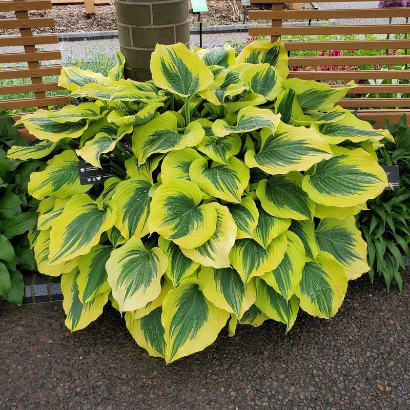 Hostas