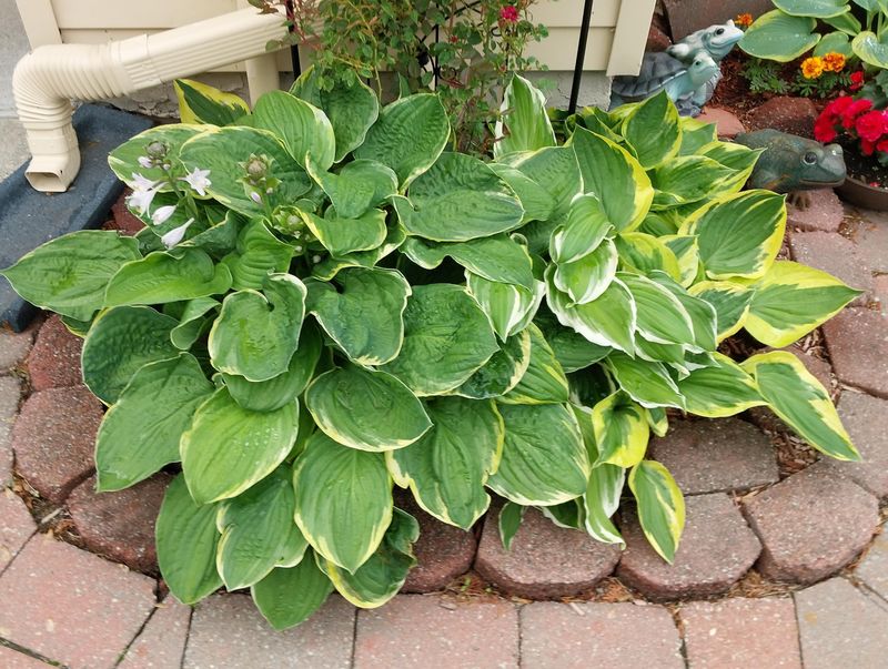 Hostas