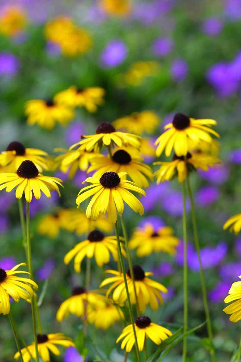 Black-Eyed Susan