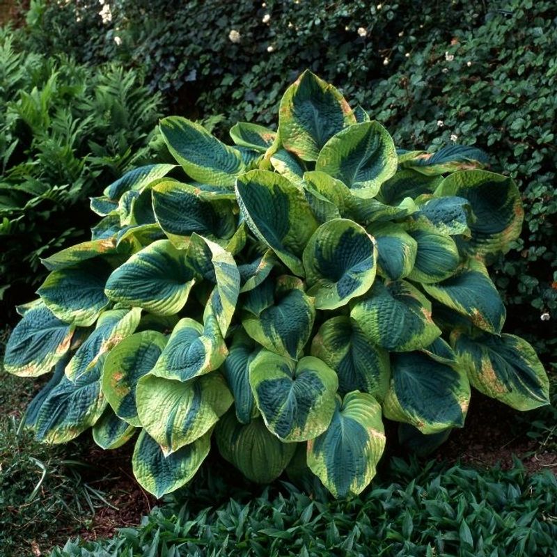 Hosta Grow Well In Cool Summers