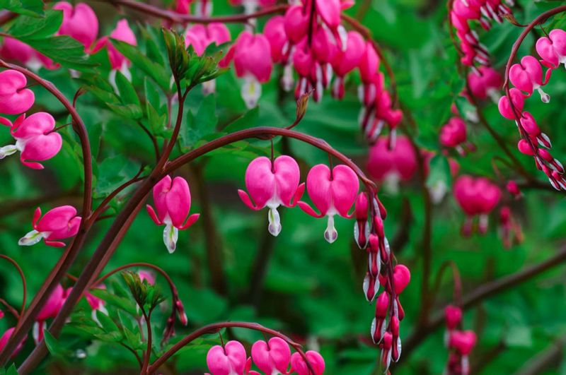 Bleeding Heart Often Looks Worse Than The Damage Really Is