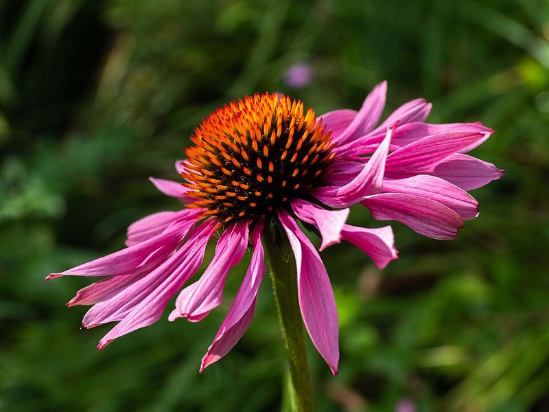 Purple Coneflower Attracts Pollinators With Bold Summer Flowers