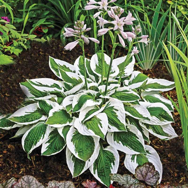 Hostas Store Energy For Spring Flowers